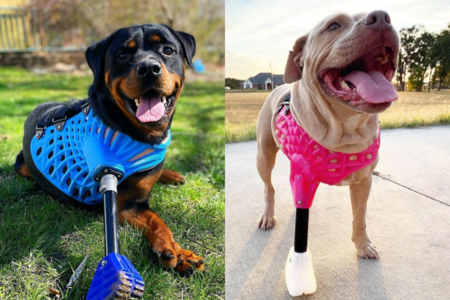 Dos perros con prótesis de 3DPets