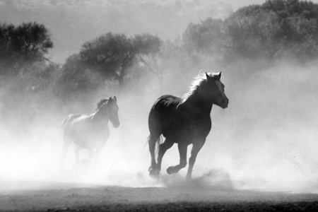 Horse Herd Fog Nature