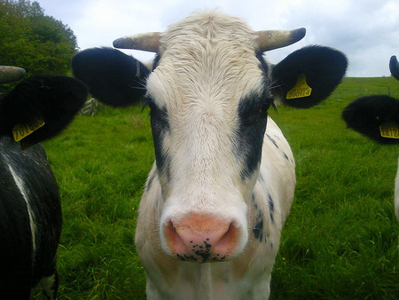 Científicos quieren sacarle provecho al excremento de las vacas obteniendo agua limpia de él
