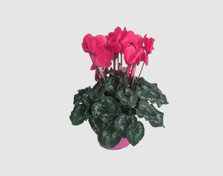 Cyclamen