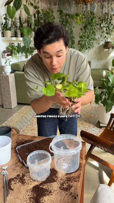 plantas