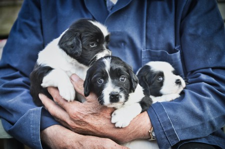 Un hombre con tres cachorros en brazos