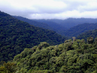 Se ralentiza la pérdida de bosques en el mundo