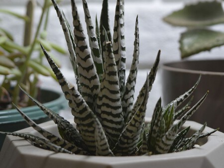 Cómo cuidar la planta cebra: la suculenta decorativa que puedes reproducir fácilmente en casa