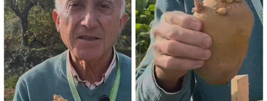 Todos hemos comido alguna patata con brotes, pero este agricultor advierte: "Pueden dar dolor de cabeza"
