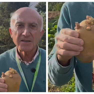 Todos hemos comido alguna patata con brotes, pero este agricultor advierte: "Pueden dar dolor de cabeza"