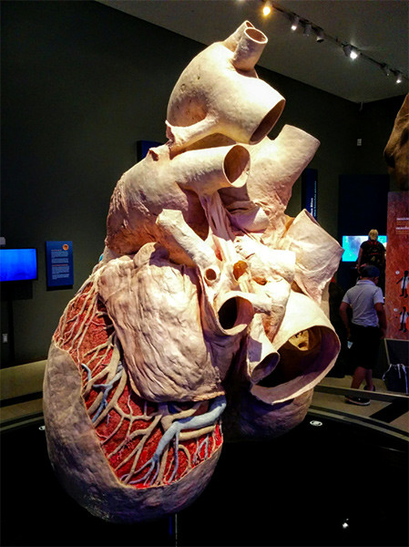 Así es cómo se preserva y exhibe el corazón más grande de la naturaleza