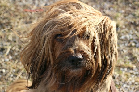 Un perro de pelo largo