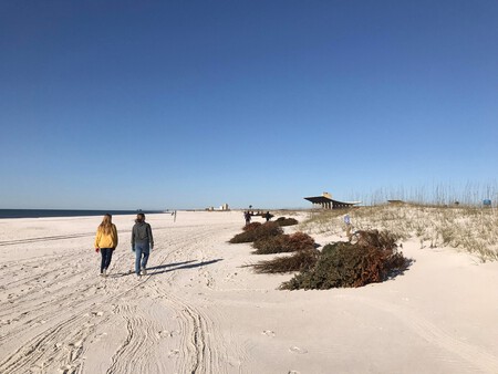 Xmas Trees In Dunes