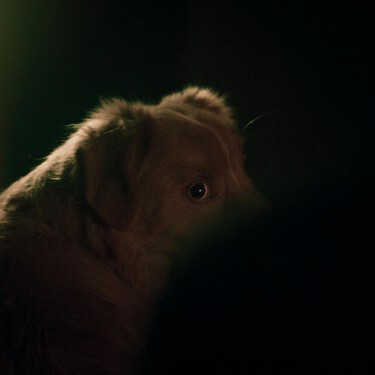 Ni 'Caramelo' ni 'Beethoven': la película protagonizada por un perro que es una lección de vida