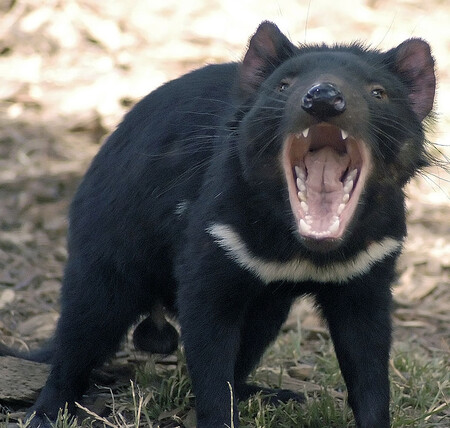 Los primeros diablos de Tasmania nacidos en Australia continental en estado salvaje en 3.000 años