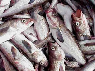 El consumo de pescado protege ante los desórdenes mentales
