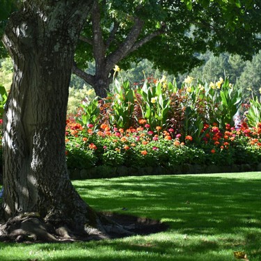 El árbol ideal para el jardín: no levanta el suelo, resiste la sequía y da fruta en verano