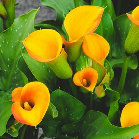 El miércoles 6 de mayo llegan a Aldi calas de todos los colores: la flor sencilla de cuidar y muy llamativa al florecer