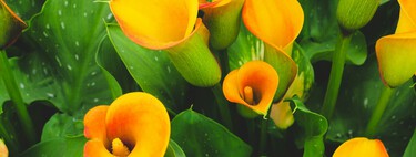 El miércoles 6 de mayo llegan a Aldi calas de todos los colores: la flor sencilla de cuidar y muy llamativa al florecer