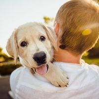 Athos y Zuri, dos perros de asistencia para niños con autismo: cómo trabajan los perros de terapia y qué beneficios aportan