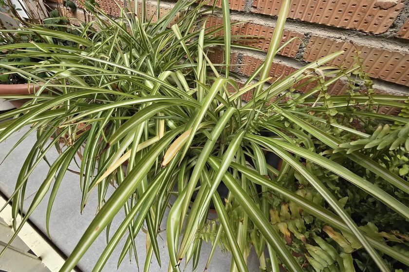 Plantas 2