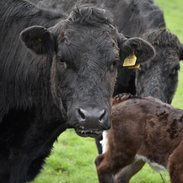 Si creíamos que la carne de ternera estaba cara, más que lo va a estar. La culpa la tiene el nuevo DNI electrónico para vacas