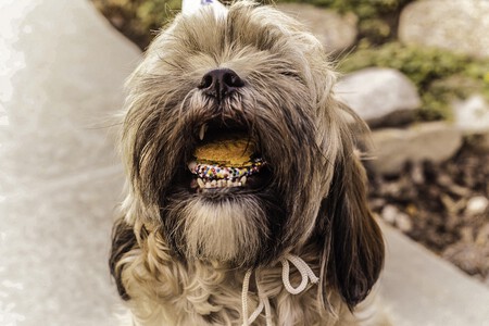 Alimentos Prohibidos Perros