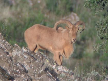 Nos invade el Arrui africano