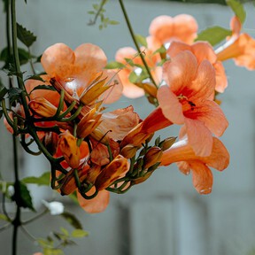 Esta planta trepadora es más resistente que la buganvilla y da coloridas flores casi todo el año 