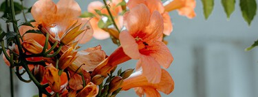 Esta planta trepadora es más resistente que la buganvilla y da coloridas flores casi todo el año