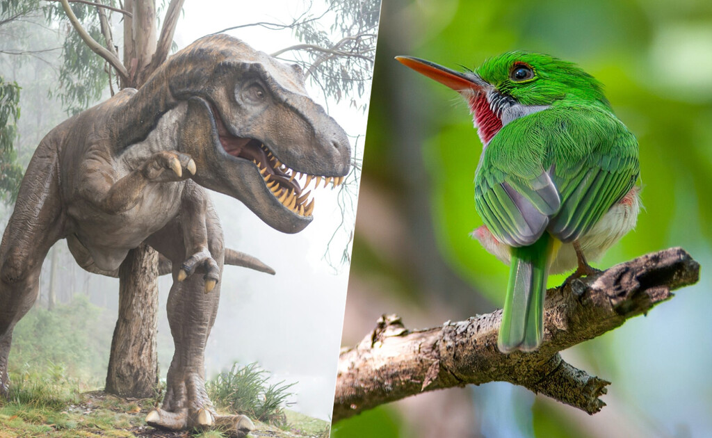El paso evolutivo entre dinosaurios y aves es uno de los más misteriosos que conocemos. Ahora lo es un poco menos