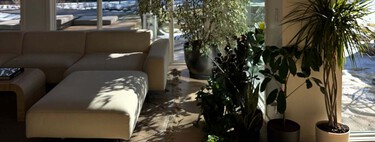 Acaba de llegar a Lidl el árbol pequeño, todoterreno y fácil de cuidar que decora nuestra casa por menos de seis euros 