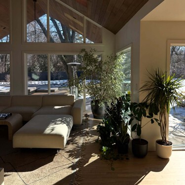 Acaba de llegar a Lidl el árbol pequeño, todoterreno y fácil de cuidar que decora nuestra casa por menos de seis euros 