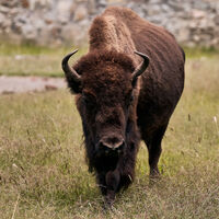 Soltaron un puñado de bisontes en 2009; 15 años después, el desierto de Janos recuperó un mamífero que llevaba casi un siglo extinto 