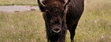 México soltó 23 bisontes en 2009; una década y media después, habían cambiado por completo el paisaje de Janos