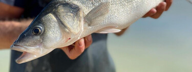 Qué son los pescados de estero y qué significan para las lubinas o doradas que vemos en las pescaderías