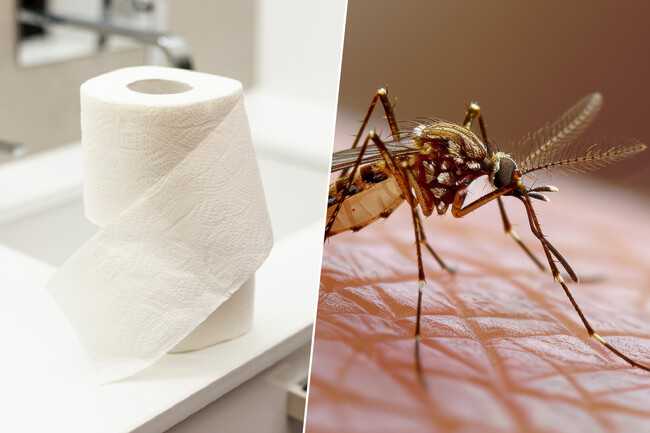 Truco Papel Higienico Mosquitos