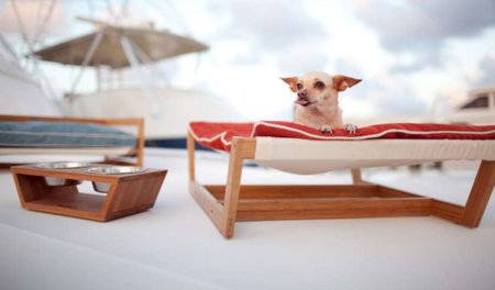¿Tienes estilo? Tu mascota también debe de tenerlo