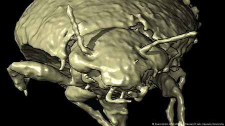 Este es el primer insecto descrito a partir de heces fósiles, probablemente de un dinosaurio