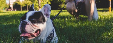 ¿Estás utilizando las mejores herramientas de paseo para tu perro? 
