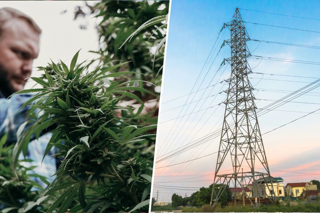 Hay tantos cultivos de marihuana en España que están causando problemas a una de sus grandes industrias: las eléctricas