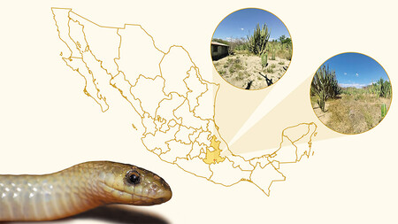 Serpiente Yakacoatl Tlalli Grafico