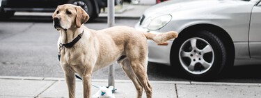 The fines for leaving the dog on the street pile up after the Animal Welfare Law. And that confuses the owners