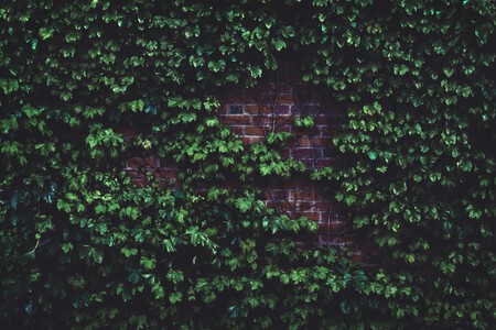 Pexels Timmossholder 1171719