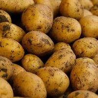 Just Because You Could Live on Only Potatoes Doesn’t Mean You Have to, Scientists Say 