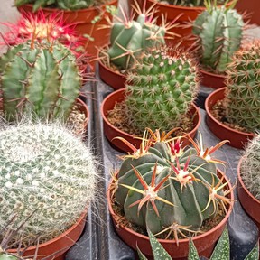 Cómo lograr que tus suculentas crezcan más rápido y grandes en maceta: el truco de una experta para regarlas 