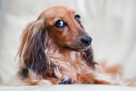 Cómo saber si tengo que castrar a mi perro o gato con la nueva Ley de Bienestar Animal