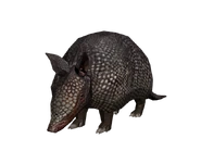 Armadillo