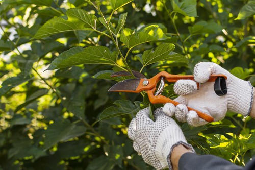 Plantas que hay que podar en agosto