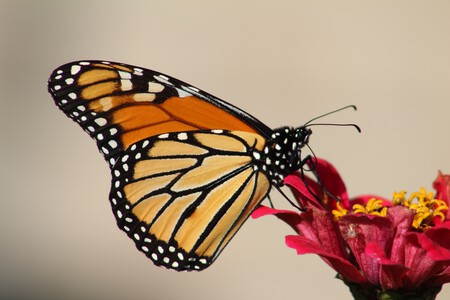 mariposa-monarca-migración