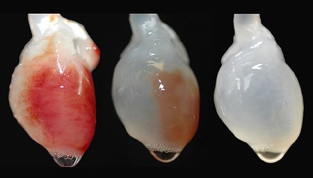 Progresos en la creación del primer corazón bioartificial de la historia
