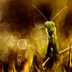 Foto 9 de 9 de la galería macro en Xataka Foto