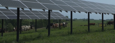Una granja de Minnesota encontró la forma de producir energía solar y de crear algo más: el refugio perfecto para sus vacas