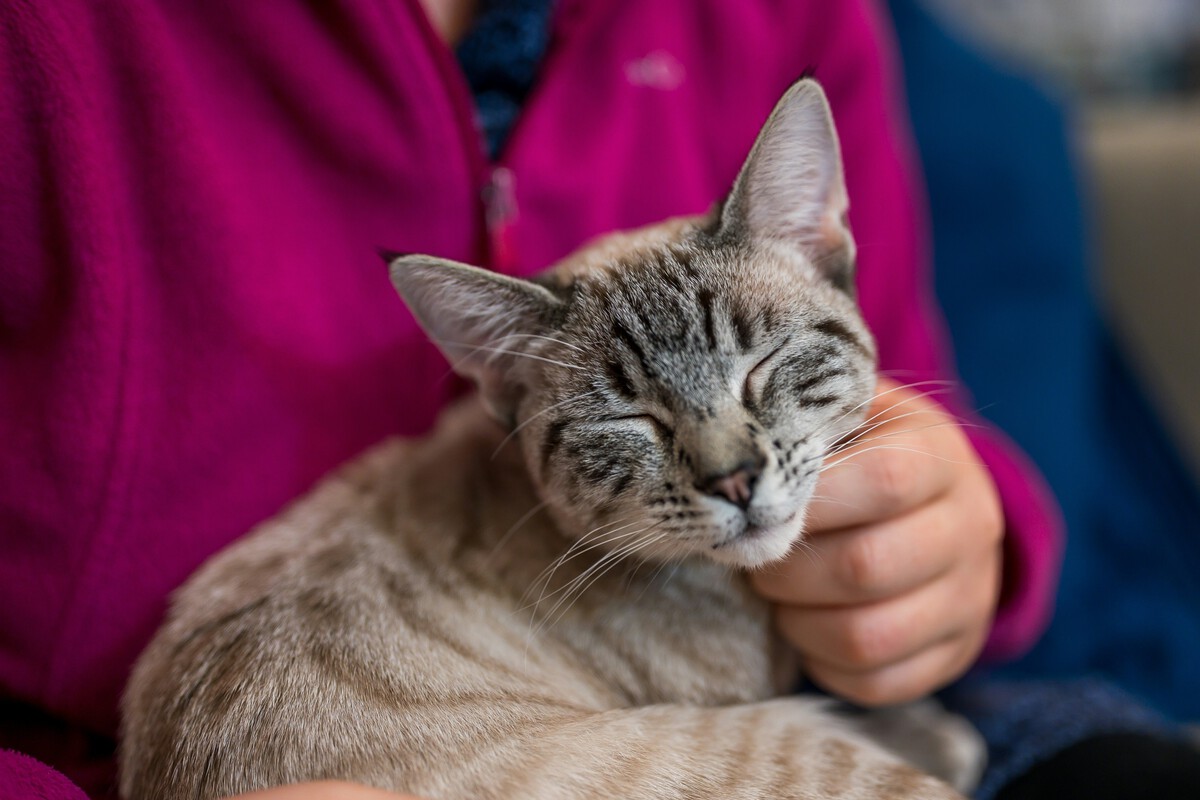 Gato mirando al dueño mientras ambos descansan en un sofá